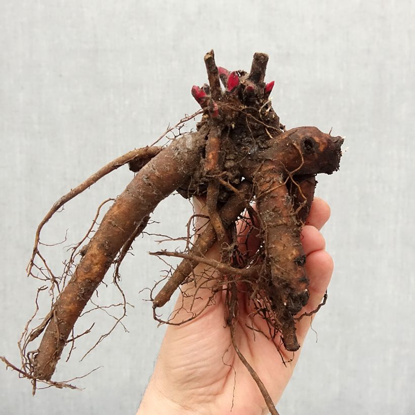 Paeonia lactiflora Madame Calot Bare root 3-5 eyes sample as delivered in winter