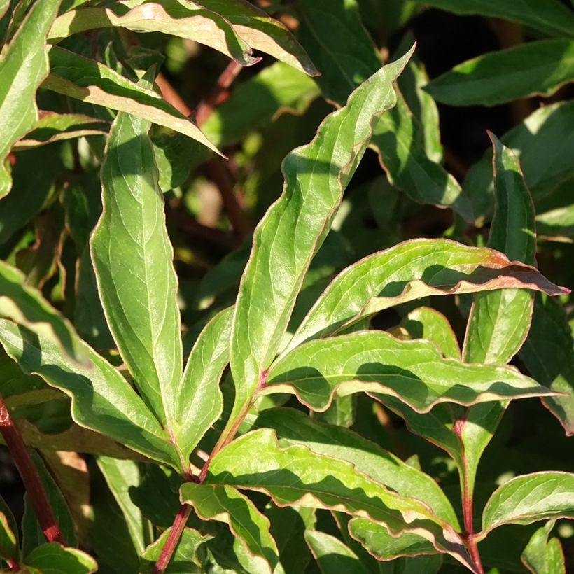 Paeonia lactiflora Marie lemoine (Foliage)