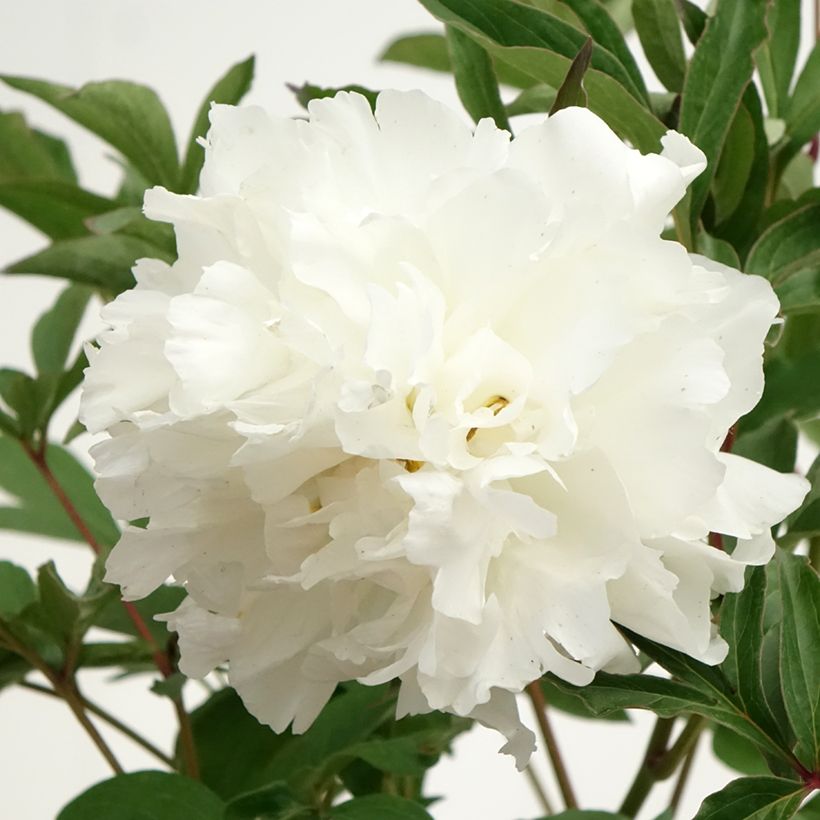 Paeonia x lactiflora Mistress - Chinese Peony (Flowering)