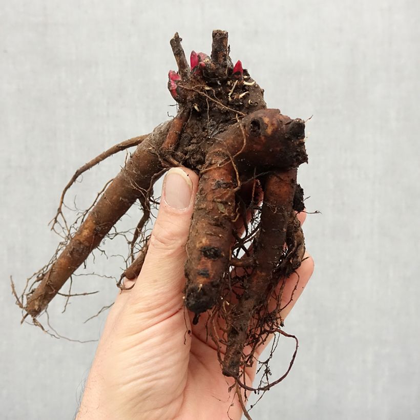 Paeonia x lactiflora Mistress - Chinese Peony Bare root 3-5 eyes sample as delivered in winter