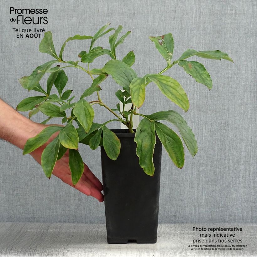 Paeonia x lactiflora Monsieur Jules Elie 3L/4L pot sample as delivered in summer