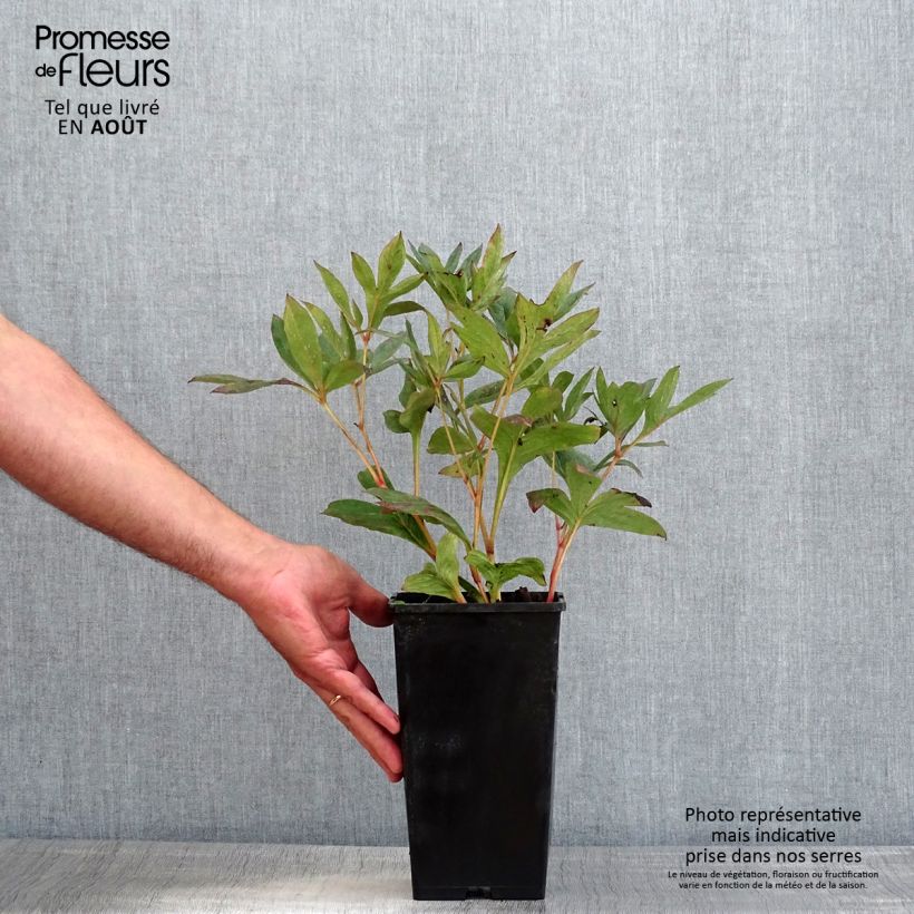 Paeonia lactiflora Mother's Choice 3L/4L pot sample as delivered in summer