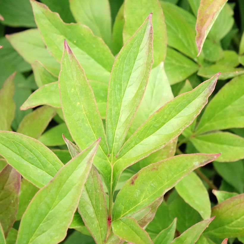 Paeonia x lactiflora Mrs JV Edlund - Chinese Peony (Foliage)