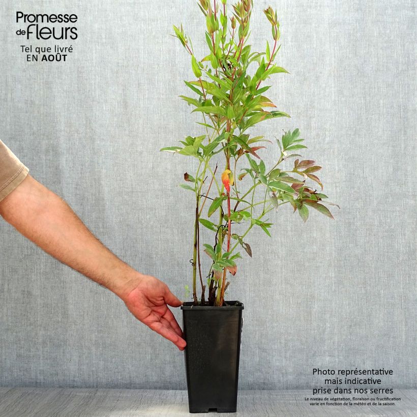 Paeonia x lactiflora Neon Bare root 3-5 eyes sample as delivered in summer