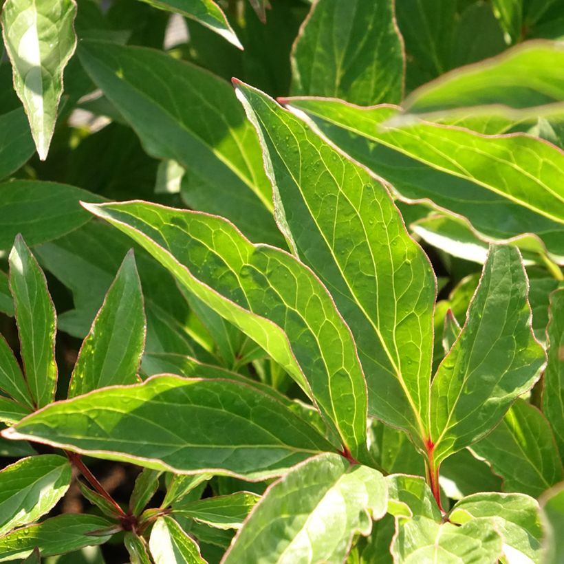 Paeonia lactiflora Pink Hawaiian Coral (Foliage)
