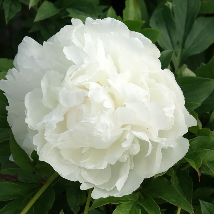 Paeonia x lactiflora Puffed Cotton - Chinese Peony (Flowering)