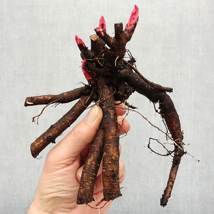 Paeonia x lactiflora Puffed Cotton - Chinese Peony Bare root 3-5 eyes sample as delivered in winter