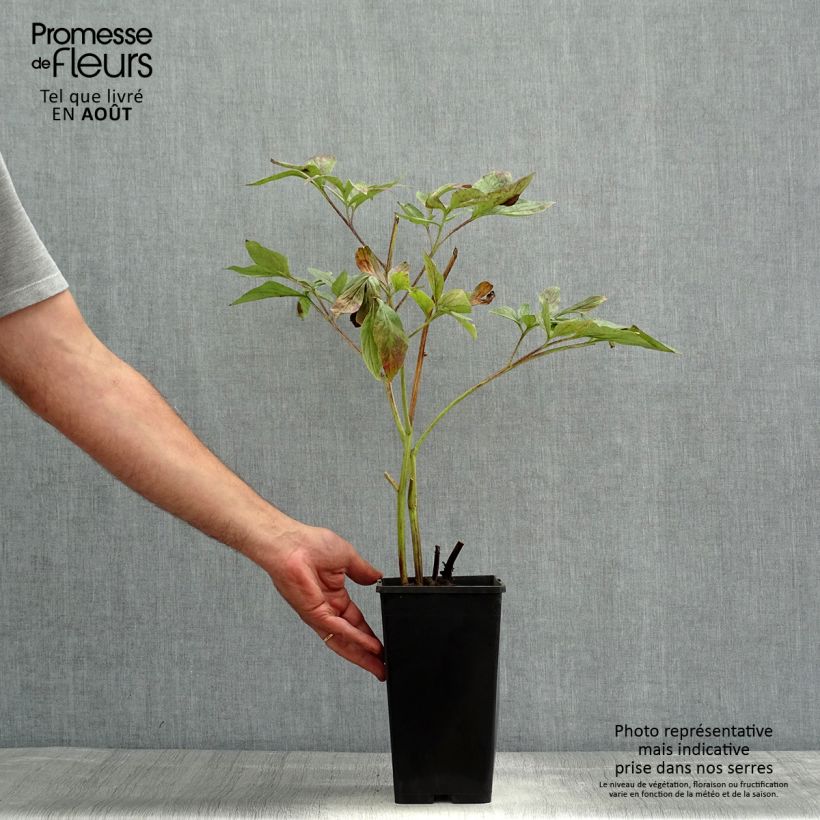 Paeonia lactiflora Red Charm 3L/4L pot sample as delivered in summer