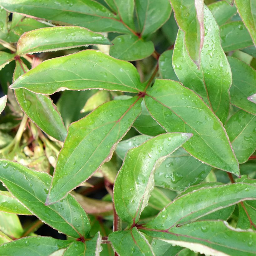 Paeonia lactiflora Red Charm (Foliage)