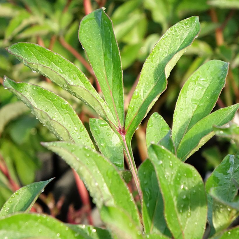 Paeonia lactiflora Koningin Wilhelmina (Foliage)