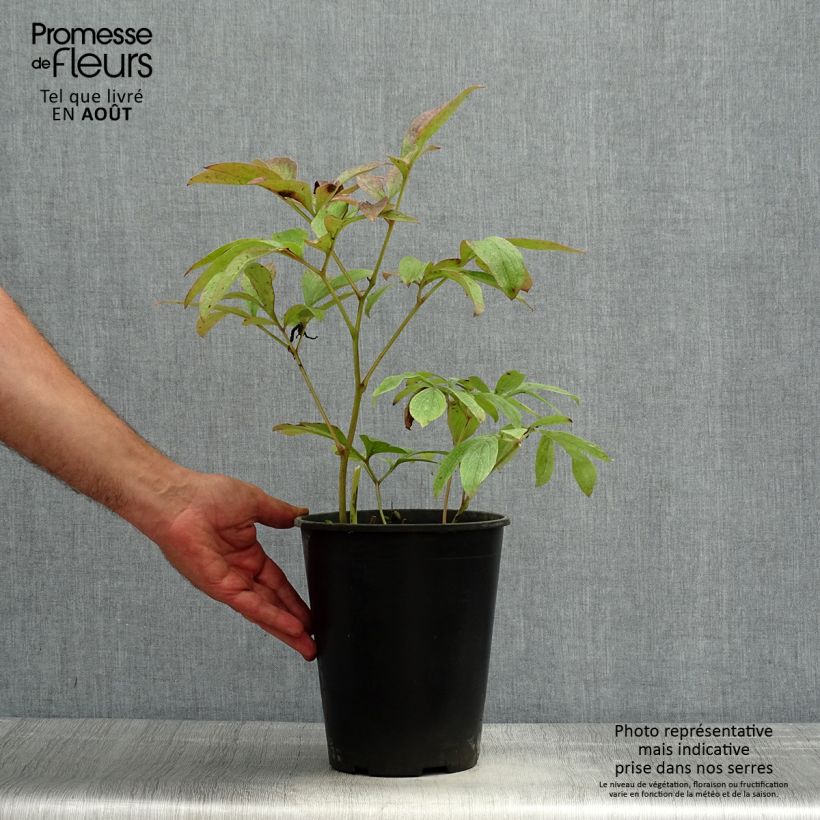 Paeonia lactiflora Sea Shell 3L/4L pot sample as delivered in summer