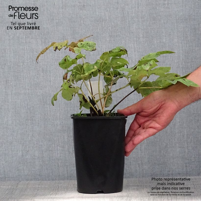Paeonia lactiflora Shirley Temple 3L/4L pot sample as delivered in summer