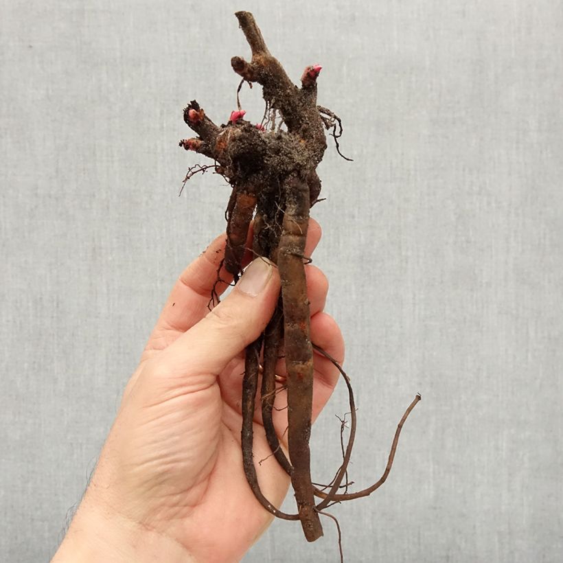 Paeonia lactiflora Tom Cat Bare root 3-5 eyes sample as delivered in winter