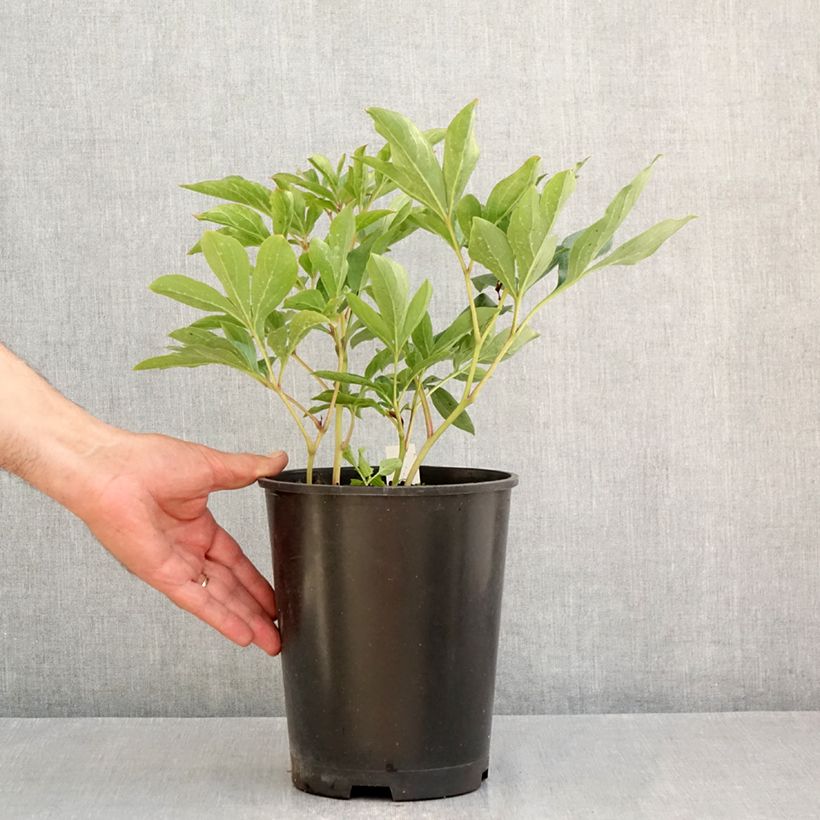 Paeonia lactiflora Top Brass 3L/4L pot sample as delivered in summer