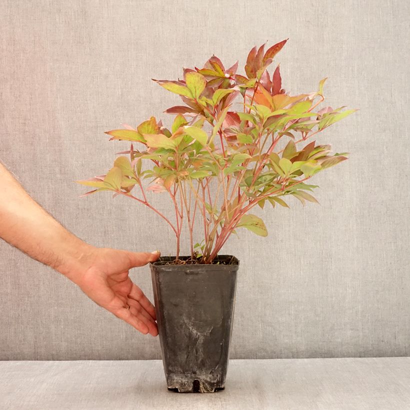 Paeonia lactiflora Victoire de la Marne 3L/4L pot sample as delivered in summer
