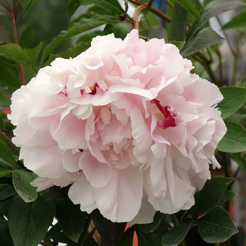 Paeonia x lactiflora Vogue - Chinese Peony (Flowering)