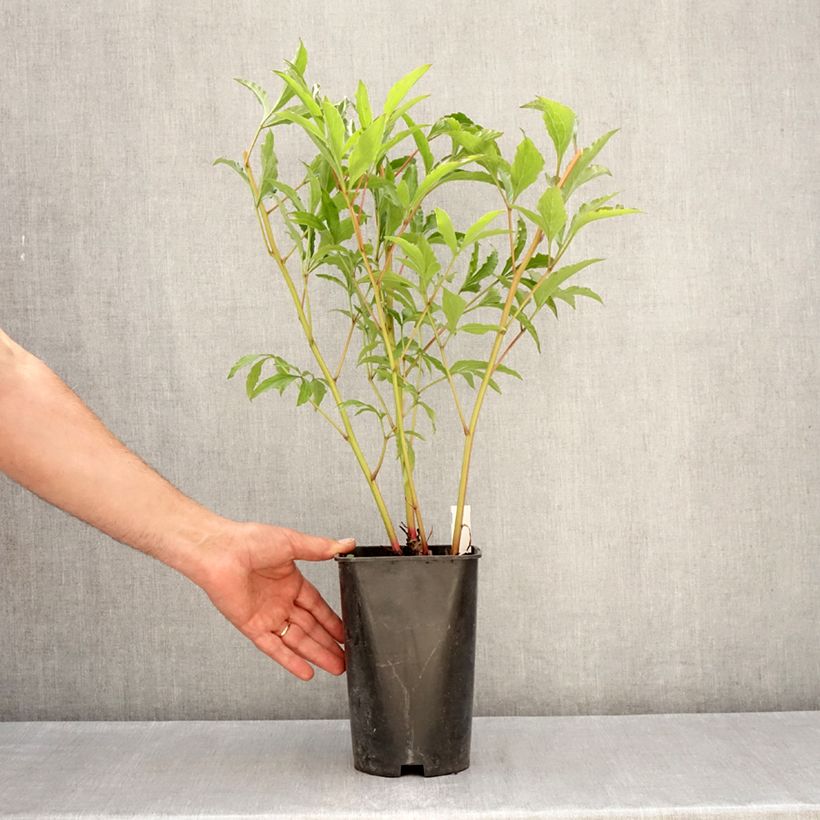 Paeonia x lactiflora Vogue - Chinese Peony 4L/5L pot sample as delivered in spring