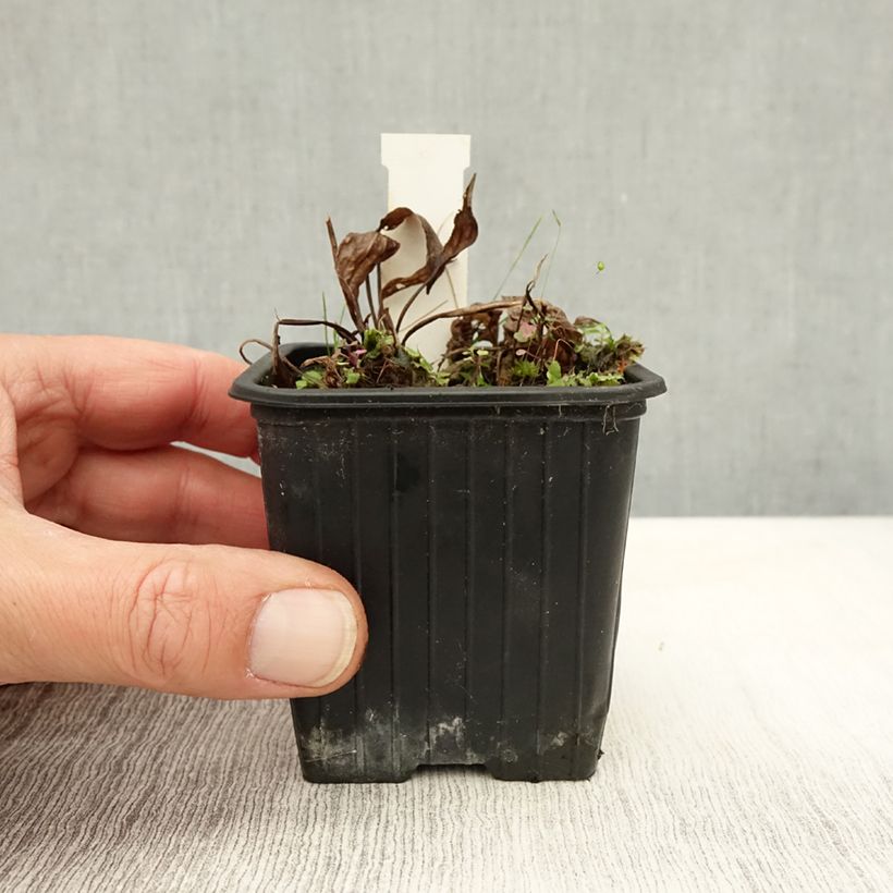 Alisma plantago-aquatica 8/9 cm pot sample as delivered in autumn