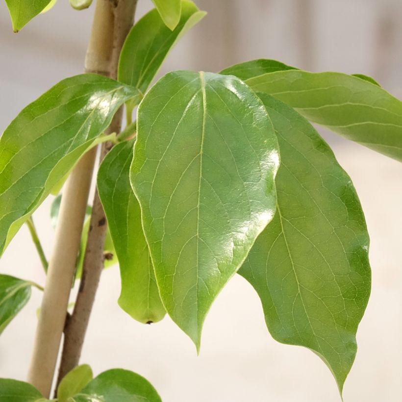 Diospyros kaki Budapest - Persimmon (Foliage)