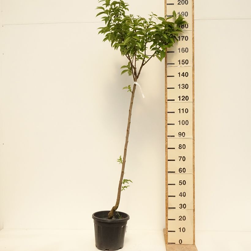 Diospyros kaki Cioccolatino - Persimmon 7.5L/10L pot, Half standardShipped height around 150/200cm sample as delivered in spring