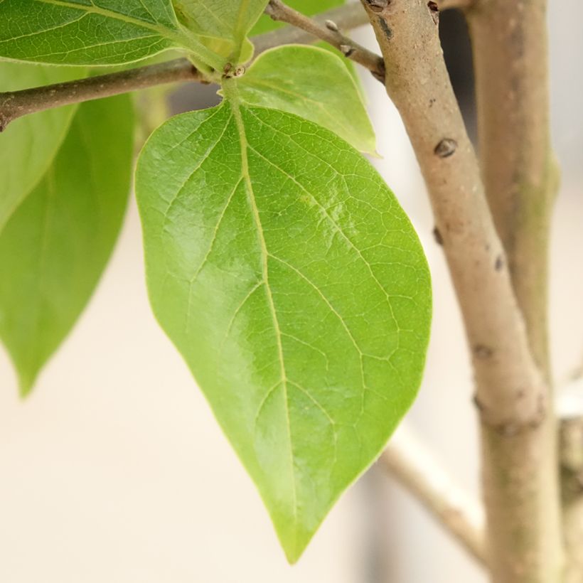 Diospyros kaki Cioccolatino - Persimmon (Foliage)