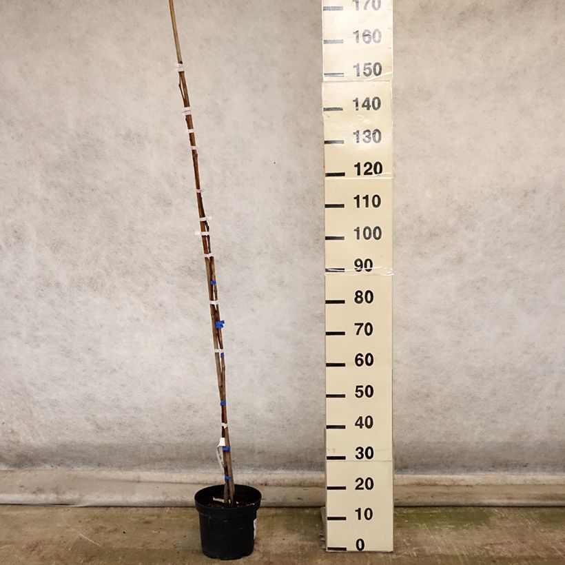 Diospyros kaki Korea - Persimmon 7.5L/10L pot, Half standard sample as delivered in autumn