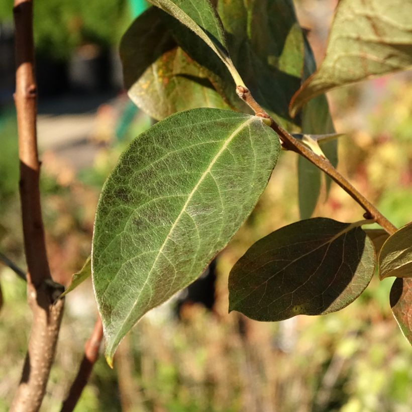 Diospyros kaki Ragno - Persimmon (Foliage)