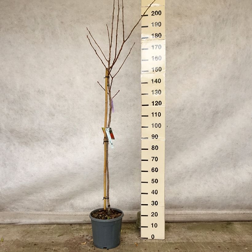 Plaqueminier, Kaki - Diospyros kaki Sharon Pot de 12L/15L sample as delivered in autumn