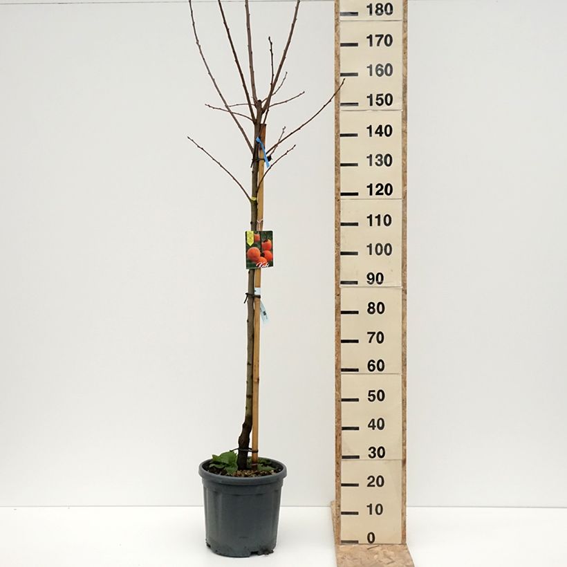 Diospyros kaki Tipo 7.5L/10L pot, Half standardShipped height around 150/200cm sample as delivered in winter