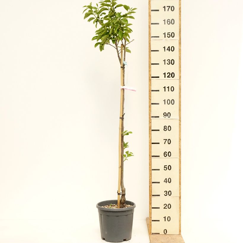 Diospyros kaki Tipo 7.5L/10L pot, Half standardShipped height around 150/200cm sample as delivered in spring