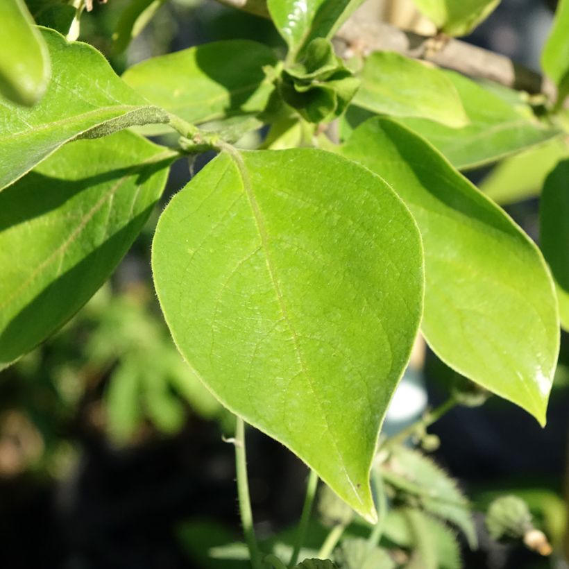 Diospyros kaki Tipo (Foliage)