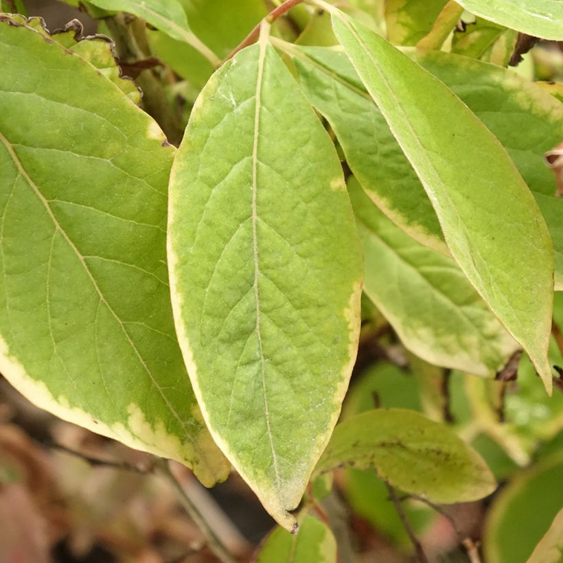 Diospyros lotus - Date-plum (Foliage)