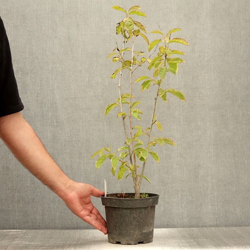 Diospyros lotus - Date-plum 2L/3L pot sample as delivered in summer