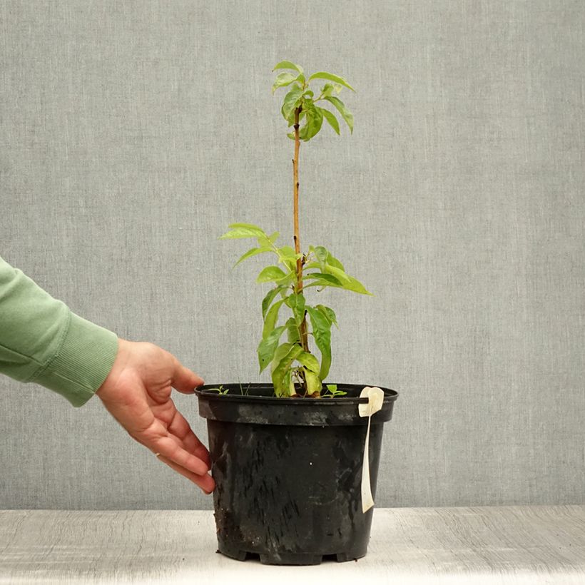 Diospyros lotus - Date-plum 3L/4L pot sample as delivered in summer