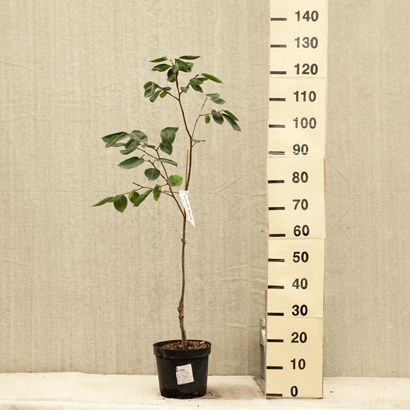 Diospyros kaki Nikita’s Gift - Persimmon 4L/5L potShipped height around 80/+cm sample as delivered in summer