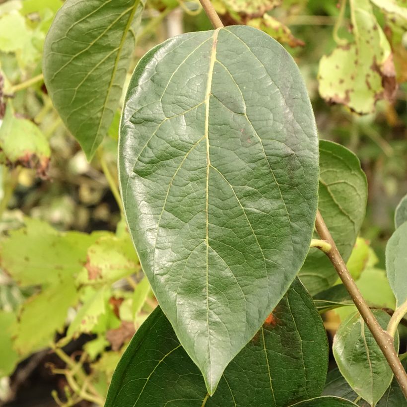 Diospyros kaki Nikita’s Gift - Persimmon (Foliage)