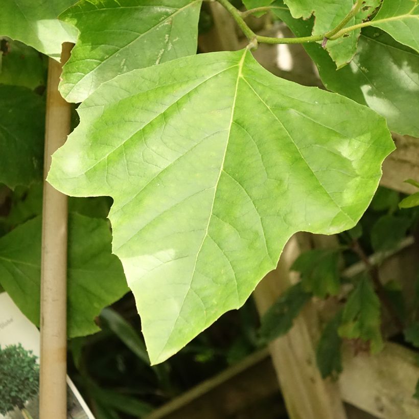 Platanus x hispanica Alphens Globe (Foliage)