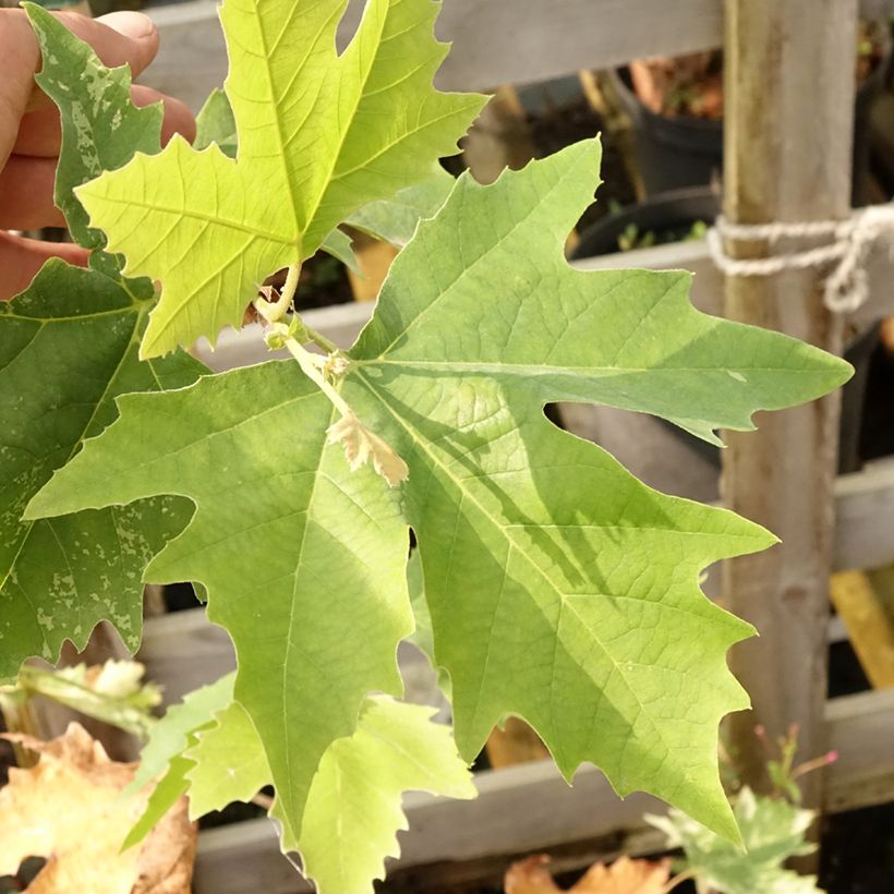 Platanus x hispanica Suttneri (Foliage)