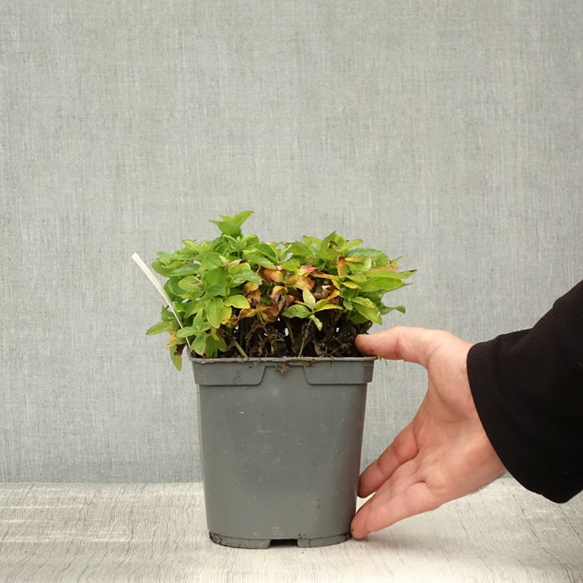 Platycodon grandiflorus Astra White 2L/3L pot sample as delivered in autumn
