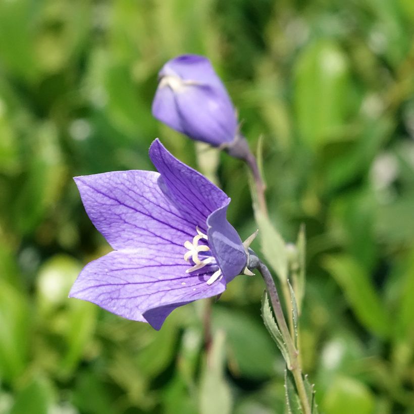 Platycodon grandiflorus Fuji Blue (Flowering)