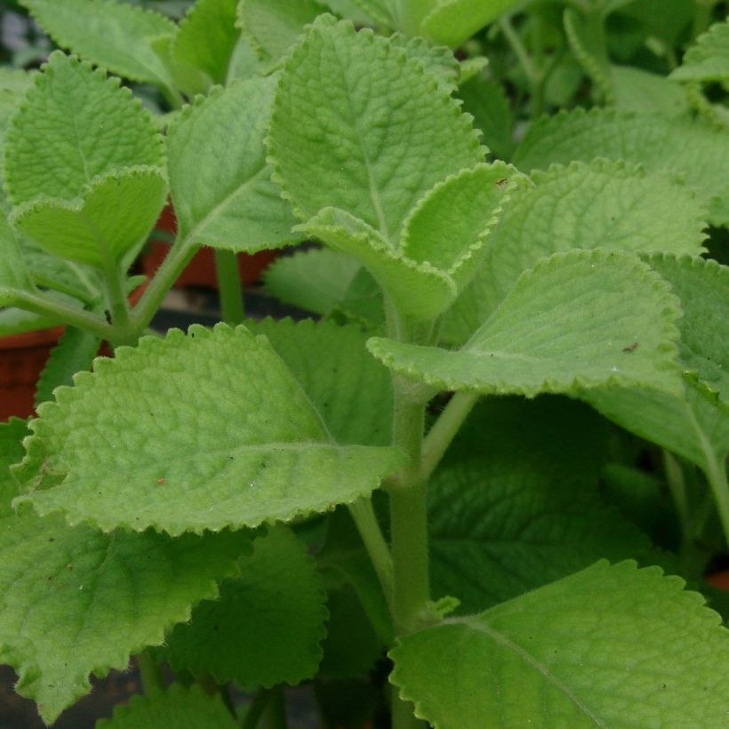 Mexican mint - Plectranthus amboinicus (Foliage)