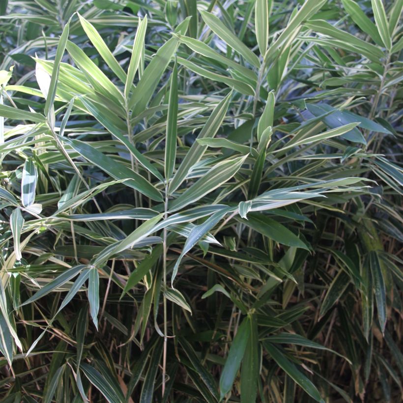 Pleioblastus fortunei Variegatus - Dwarf Bamboo (Foliage)