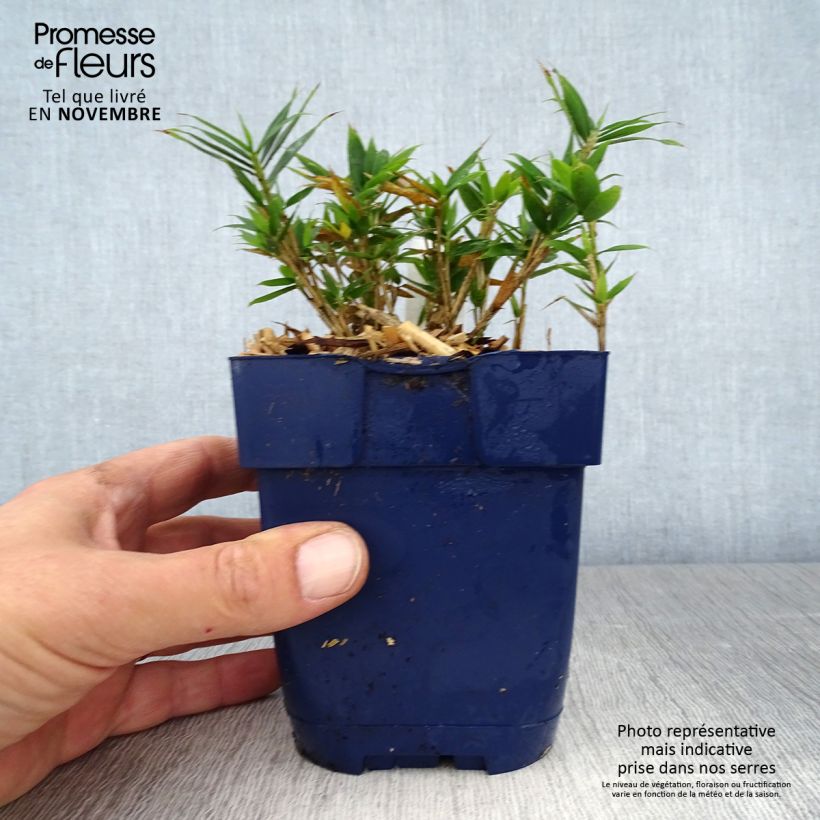 Pleioblastus pygmaeus Distichus - Dwarf Bamboo 1L/1.5L pot sample as delivered in autumn