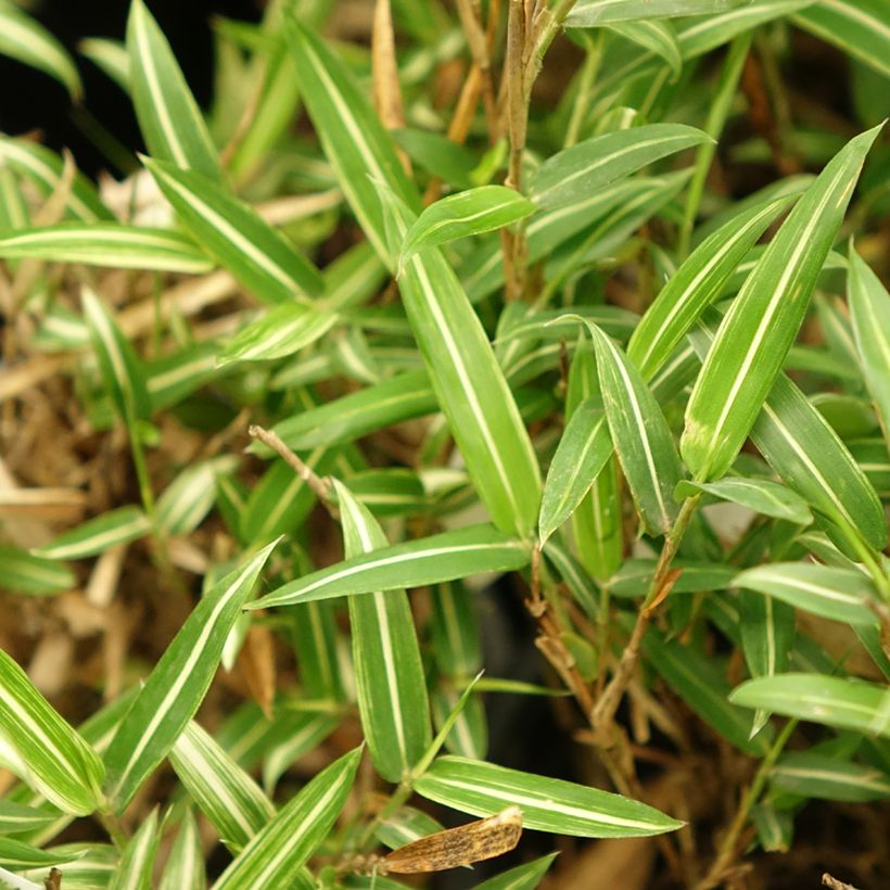 Pleioblastus shibuyanus Tsuboï - Dwarf Bamboo (Foliage)