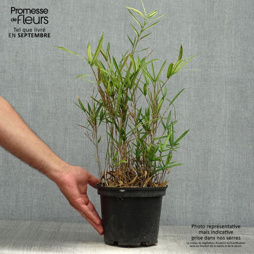 Pleioblastus shibuyanus Tsuboï - Dwarf Bamboo 1.5L/2L pot sample as delivered in autumn