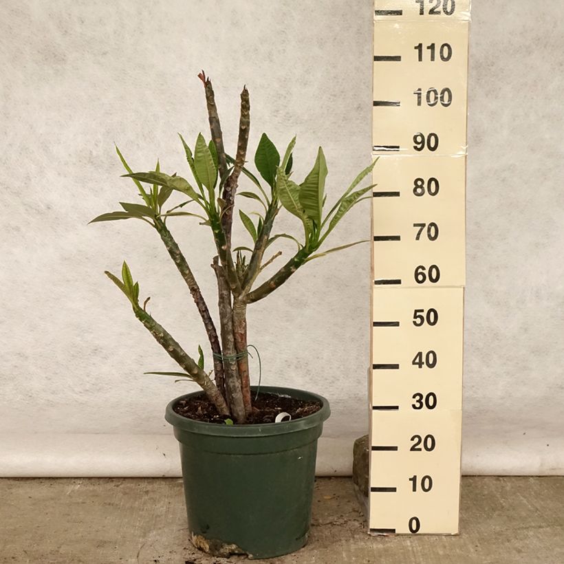 Plumeria rubra - Frangipani 6L/7L pot sample as delivered in summer