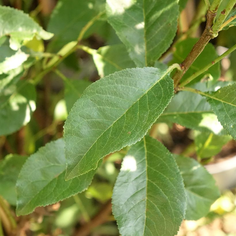 Pluot Pink Candy - Plumcot (Foliage)