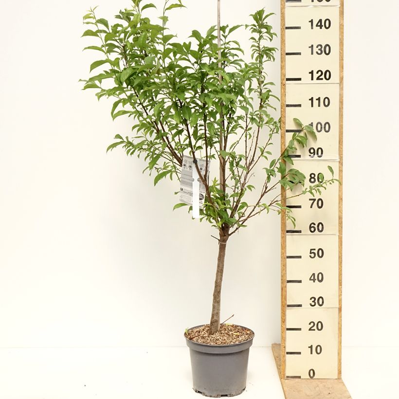 Pluot Pink Candy - Plumcot 7.5L/10L pot, GobletShipped height around 140/160cm sample as delivered in spring