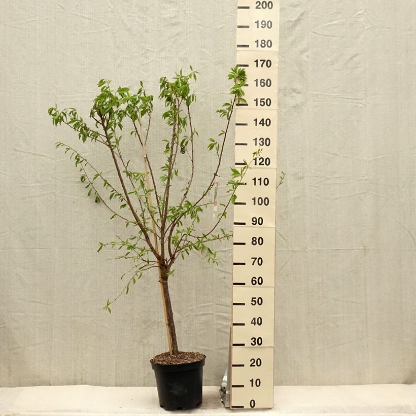 Pluot Purple Candy - Plumcot 7.5L/10L pot, GobletShipped height around 140/160cm sample as delivered in spring