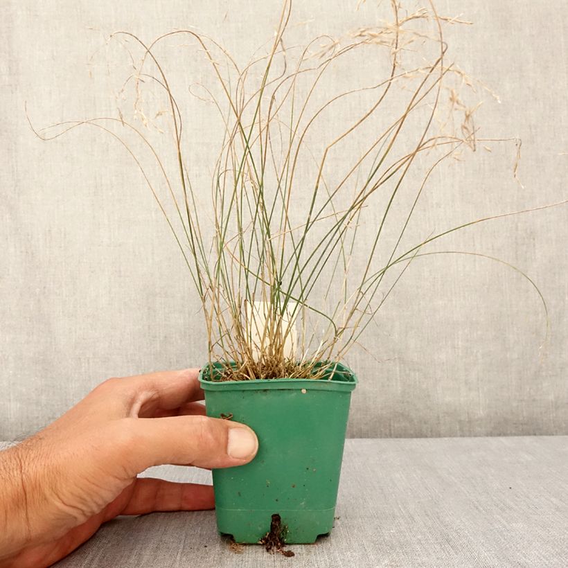 Poa glauca Blue Hills 8/9 cm pot sample as delivered in summer